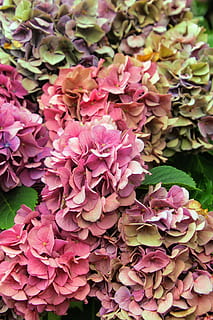 hortensia, bloem, bloesem, bloeien, dichtbij, broeikas hydrangea, blauw, roze, tuin-, natuur, bloeiwijze, hortensiabloem, fabriek, bloeiende plant, versheid, schoonheid in de natuur, roze kleur, bloemblad, breekbaarheid, kwetsbaarheid, groei, detailopname, geen mensen, bloemhoofd, dag, deel van de plant, blad, focus op de voorgrond, buitenshuis, Bos bloemen, 4K, CC0, publiek domein, royaltyvrij