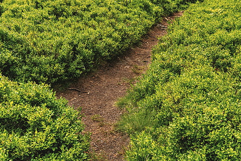 lluny, ruta, naturalesa, Camí, devorat, paisatge, estiu, senderisme, bosc, humor, camí forestal, idil·li, idíl·lic, sender natural, caminada, sender forestal, cruïlla, decisió, arbustos de nabius, planta, creixement, color verd, bellesa a la natura, terra, tranquil·litat, camp, cap gent, escena tranquil·la, dia, arbre, sendera, agricultura, escenics - natura, medi ambient, vista d’angle alt, el camí a seguir, direcció, a l'aire lliure, plantació, 5K, CC0, domini públic, lliure de regalies
