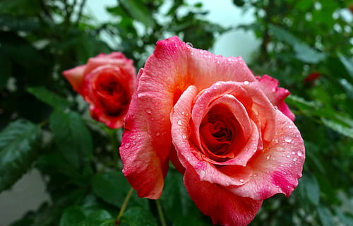 two, red, flowers, bloom, rose, flower, blossom, pink, nature, rose blooms, summer, green, beauty, pink rose, garden, romantic, garden rose, rose bloom, floribunda, climbing rose, pink petals, pink flower, plant, flowering plant, beauty in nature, petal, fragility, vulnerability, rose - flower, freshness, flower head, inflorescence, close-up, growth, leaf, plant part, drop, no people, outdoors, softness, springtime, dew, 5K, CC0, public domain, royalty free