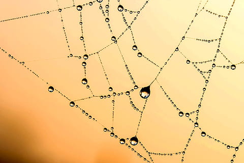 close, photography, body, water, spider web, beaded, cobweb, network, dew, drip, raindrop, dewdrop, drop of water, cobwebs, morning, in morning light, strained networks, atmospheric, morgentau, filigree, spider web with water beads, atmosphere, morning dew, lichtspiel, nature, no people, connection, close-up, backgrounds, architecture, internet, technology, pattern, studio shot, simplicity, emotion, fragility, computer network, drop, colored background, freshness, intricacy, outdoors, 2K, CC0, public domain, royalty free