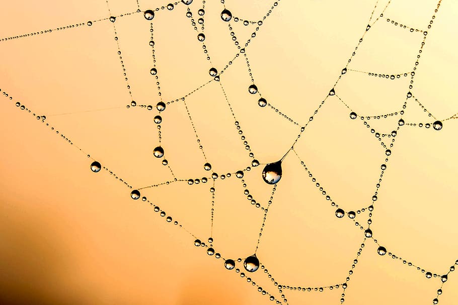 tæt, fotografering, legeme, vand, edderkoppespind, beaded, spindelvæv, netværk, dug, dryppe, regndråbe, dugdråbe, dråbe vand, morgen, i morgenlys, anstrengte netværk, atmosfærisk, Morgentau, filigran, edderkoppen med vandperler, atmosfære, morgendug, lichtspiel, natur, ingen mennesker, forbindelse, tæt på, baggrunde, arkitektur, internet, teknologi, mønster, studio skud, enkelhed, emotion, skrøbelighed, computer netværk, dråbe, farvet baggrund, friskhed, forviklinger, udendørs, 2K