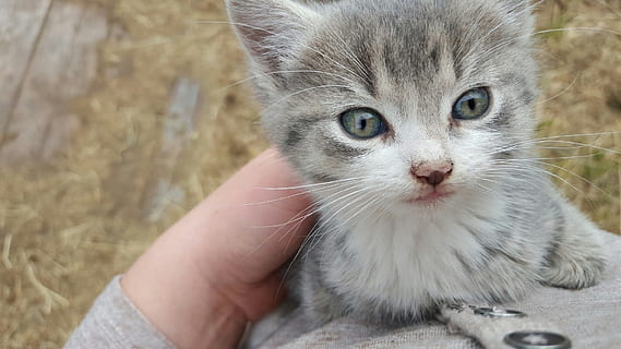 kedi yavrusu, kedi, pisi, insan vücudu parçası, insan eli, ev kedisi, Evcil Hayvanlar, bir kişi, kameraya bakıyor, memeli, yerli, bir hayvan, vücut parçası, el, insanlar, omurgalı, tutma, ön plana odaklanmak, portre, kedi bıyığı, parmak, Evcil Hayvan sahibi, 1080P, CC0, kamu malı, telif ücretsiz