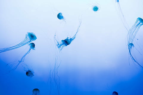 niedrig, Winkel Fotografie, Qualle, kleiner Winkel, Fotografie, Ozean, Blau, Natur, Flüssigkeit, fallen, abstrakt, Gesundheitswesen und Medizin, Nahansicht, Makro, Wasser, Frische, keine Leute, drinnen, unter wasser, kalte Temperatur, Meer, Tierthemen, Tier, Schwimmen, Marine, Leben im Meer, Tiere in freier Wildbahn, Tierwelt, Gruppe von Tieren, draußen, Ruhe, Bewegung, unterseeisch, giftig, Blauer Hintergrund, 4K, CC0, gemeinfrei, lizenzfrei