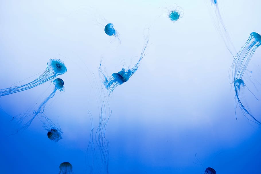 niedrig, Winkel Fotografie, Qualle, kleiner Winkel, Fotografie, Ozean, Blau, Natur, Flüssigkeit, fallen, abstrakt, Gesundheitswesen und Medizin, Nahansicht, Makro, Wasser, Frische, keine Leute, drinnen, unter wasser, kalte Temperatur, Meer, Tierthemen, Tier, Schwimmen, Marine, Leben im Meer, Tiere in freier Wildbahn, Tierwelt, Gruppe von Tieren, draußen, Ruhe, Bewegung, unterseeisch, giftig, Blauer Hintergrund, 4K