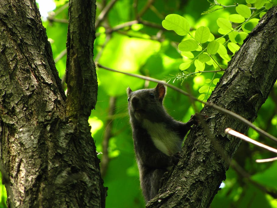 esquilo, floresta, animal, temas animais, árvore, um animal, animais selvagens, plantar, animais em estado selvagem, tronco de árvore, tronco, mamífero, vertebrado, ramo, natureza, focar em primeiro plano, ninguém, dia, cor verde, terra, ao ar livre, roedor, 4K