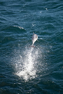 dauphin, dauphin gris plongeant, océan, saut, sauter, vague, thèmes animaux, mammifère, eau, animal, mer, animaux à l'état sauvage, un animal, vertébré, la faune des animaux, mouvement, front de mer, sous-marin, mammifère aquatique, la vie marine, éclaboussures, Marin, la nature, journée, personne, en plein air, pulvérisation, 4K, CC0, domaine public, libre de droits