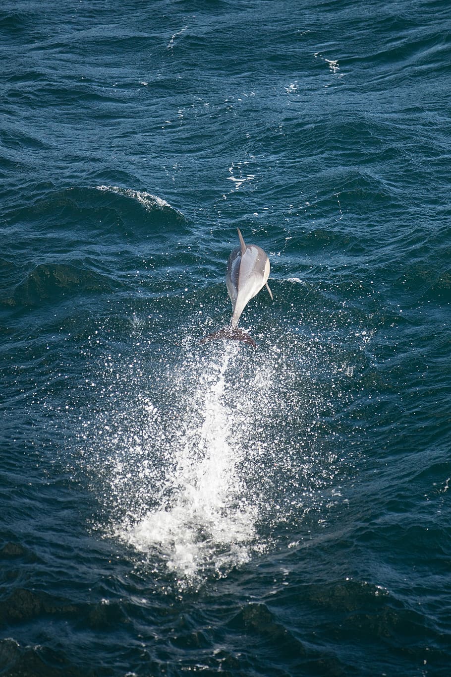 dauphin, dauphin gris plongeant, océan, saut, sauter, vague, thèmes animaux, mammifère, eau, animal, mer, animaux à l'état sauvage, un animal, vertébré, la faune des animaux, mouvement, front de mer, sous-marin, mammifère aquatique, la vie marine, éclaboussures, Marin, la nature, journée, personne, en plein air, pulvérisation, 4K