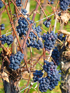 uva, frutta, vite, coltivazione, vino, blu, cibo e bevande, cibo, mangiare sano, freschezza, crescita, pianta, benessere, frutti di bosco, avvicinamento, vigneto, natura, giorno, nessuno, concentrarsi sulle conoscenze acquisite, agricoltura, albero, maturo, mazzo, all'aperto, vinificazione, piantagione, 4K, CC0, dominio pubblico, privo di copyright