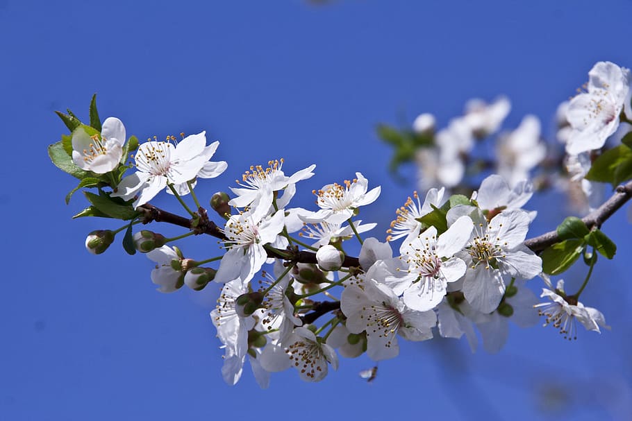 Pflaumeblume, Frühling, Natur, Blume, blühen, Zerbrechlichkeit, Botanik, weiße Farbe, blühende Pflanze, Pflanze, Frische, Verletzlichkeit, Schönheit in der Natur, Nahansicht, Blau, Wachstum, Baum, keine Leute, Blütenkopf, Ast, Zweig, Blütenblatt, Blütenstand, Kirschblüte, Pollen, Blauer Hintergrund, Kirschbaum, 4K