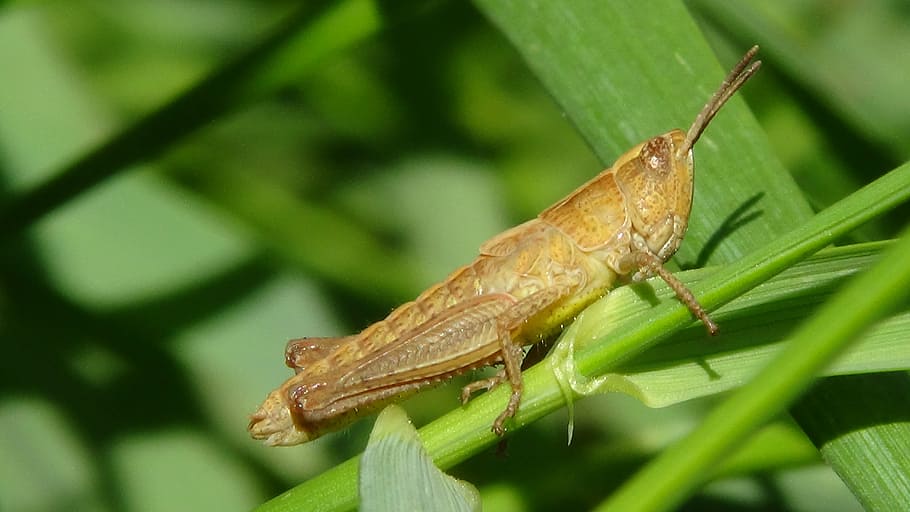 Heuschrecke, Makro, Insekt, Heuschrecken, Natur, Tier, Tierwelt, Nahansicht, Kricket, Blatt, Tierthemen, Tiere in freier Wildbahn, ein Tier, wirbellos, Pflanzenteil, grüne Farbe, Pflanze, Tag, Fokus auf den Vordergrund, keine Leute, Tierkörperteil, draußen, selektiver Fokus, 4K