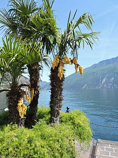 palma, meer, berg-, boom, water, fabriek, schoonheid in de natuur, groei, natuur, hemel, scenics - natuur, zee, dag, groene kleur, palmboom, kalmte, levensstijlen, tropisch klimaat, echte mensen, rustige scène, buitenshuis, 4K, CC0, publiek domein, royaltyvrij