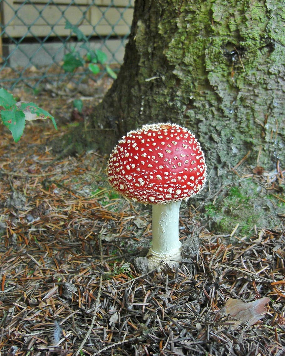 agarica de mosca, tòxics, tacat, tardor, vermell, espècie de fongs, bolets, fong, toadstool, creixement, bolet agàric de mosca, planta, vegetals, terra, menjar, arbre, naturalesa, dia, bosc, camp, primer pla, cap gent, centrar-se en primer pla, tronc, a l'aire lliure, verinós, 1080P