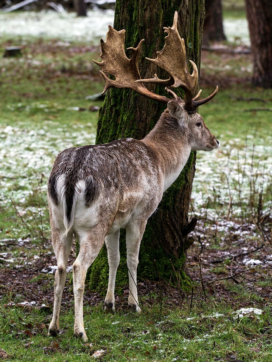 selvaggio, daino, cervo, animale, natura, mammifero, foresta, ramificazione, animali allo stato selvatico, all'aperto, cervo rosso - animale, temi animali, fauna selvatica, vertebrato, pianta, albero, un animale, terra, in piedi, nessuno, campo, giorno, erba, concentrarsi sulle conoscenze acquisite, erbivoro, 4K