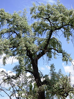 albero, vecchio, fogliame, savana, sospeso, natura, cielo, flora, Konar, primavera, nuvole, pianta, verde, paesaggio, estate, rami, Inquadratura dal basso, ramo, crescita, nessuno, giorno, bellezza nella natura, la tranquillità, tronco d'albero, tronco, all'aperto, colore verde, alto - alto, luce del sole, scenics - natura, blu, sfondi, baldacchino di albero, 4K, CC0, dominio pubblico, privo di copyright