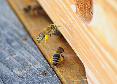 bi, makro, honning, pollen, altid, nektar, forår, pollen kurv, dyre temaer, insekt, bikube, dyr i naturen, dyreliv, dyr, hvirvelløse, et dyr, tæt på, træ - materiale, honningbi, ingen mennesker, skønhed i naturen, natur, zoologi, dag, biavl, selektiv fokusering, gul, høj vinkel visning, 1080P, CC0, offentligt domæne, royaltyfrie