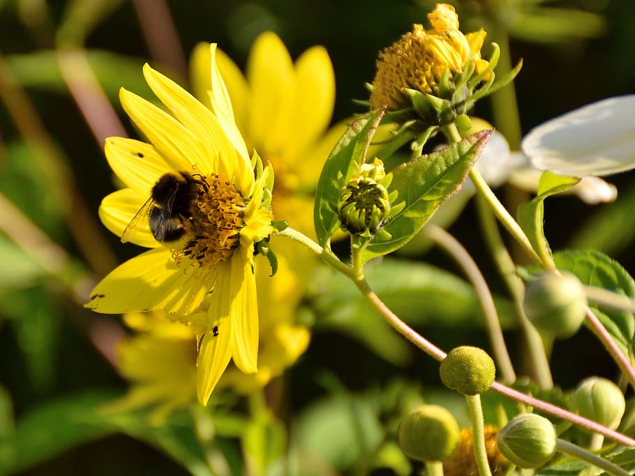 abella, flor, florir, tancar, naturalesa, groc, flor groga, planta amb flors, fauna animal, planta, animals a la natura, invertebrat, creixement, animal, fragilitat, bellesa a la natura, temes d'animals, insecte, pètal, frescor, vulnerabilitat, primer pla, un animal, cap de flor, polinització, cap gent, pol·len, Abellot, 2K