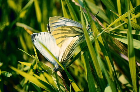 fotografia de borboleta, dois, borboletas brancas e amarelas, grama, foco seletivo, borboletas, grama verde, borboleta, par, natureza, inseto, borboleta - inseto, verão, cor verde, flor, macro, beleza na natureza, primavera, plantar, fechar-se, ao ar livre, Prado, crescimento, frescura, planta com flores, vulnerabilidade, fragilidade, focar em primeiro plano, pétala, inflorescência, cabeça de flor, ninguém, dia, terra, campo, lâmina de grama, sépala, 4K, CC0, domínio público, royalty free