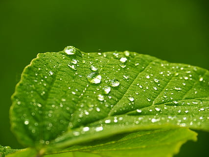 Tau, Grün, Blatt, Makro, Pflanze, Wassertropfen, fallen, Wasser, nass, Pflanzenteil, grüne Farbe, Nahansicht, Regen, keine Leute, Frische, Natur, Schönheit in der Natur, Wachstum, selektiver Fokus, Verletzlichkeit, Zerbrechlichkeit, draußen, Regentropfen, Reinheit, Blätter, 4K, CC0, gemeinfrei, lizenzfrei