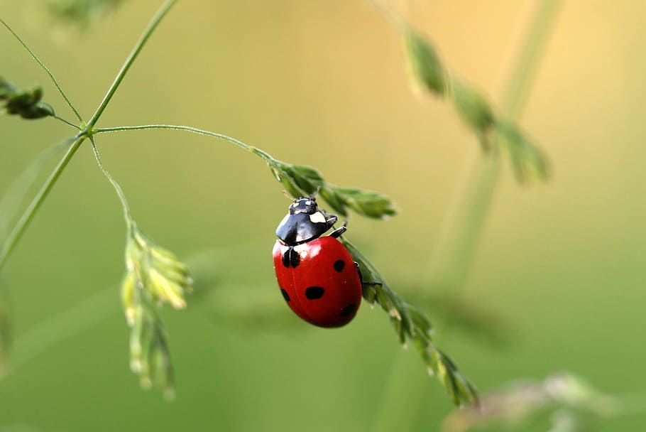 selectiu, focus, vermell, senyoreta, verd, planta de fulla, marieta, escarabat, coccinellidae, insecte, naturalesa, punts, petit, amulet de la sort, fulla d'herba, gatejar, invertebrat, temes d'animals, fauna animal, animal, un animal, animals a la natura, primer pla, planta, cap gent, tacat, centrar-se en primer pla, enfocament selectiu, part de la planta, dia, a l'aire lliure, 1080P