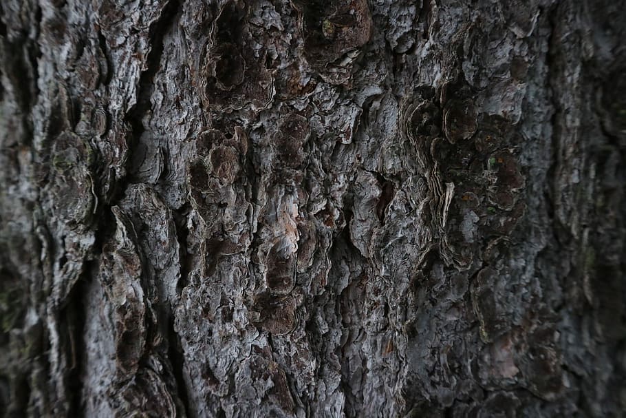 escorça de pi, escorça, arbre, fosc, pinetree, pi, textura, fons, tronc de l'arbre, tronc, marc complet, planta, aspre, primer pla, escorça de la planta, patró, patró natural, cap gent, naturalesa, dia, material de fusta, centrar-se en primer pla, a l'aire lliure, creixement, efecte texturat, condició natural, 1080P