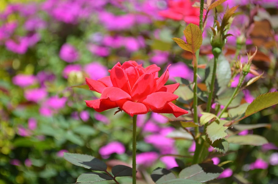 singur, floare, natură, Trandafir, roșu, floral, petală, inflori, romantism, dragoste, aleasă a inimii, a inflori, grădină, macro, tijă, plantă, tufiș, vară, floră, botanică, spini, înflorit, culoare, vibrant, colorat, în aer liber, luminos, frunze, culoarea roz, creştere, Violet, planta cu flori, frumusețe în natură, prospeţime, vulnerabilitate, fragilitate, a închide, cap de floare, să se concentreze asupra primelor elemente, inflorescenţă, nici o persoana, zi, parte a plantelor, 5K
