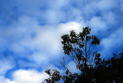 árbol, cielo, azul, nubes, blanco, dispersado, nube - cielo, planta, vista de ángulo bajo, belleza en la naturaleza, tranquilidad, crecimiento, naturaleza, nadie, día, paisajes - naturaleza, escena tranquila, al aire libre, rama, nublado, silueta, idílico, 2K, CC0, dominio público, libre de derechos