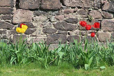 naturalesa, tulipes, paret, Pasqua, monestir, petersberg, primavera, flor, planta amb flors, planta, creixement, pètal, vermell, frescor, cap gent, bellesa a la natura, cap de flor, inflorescència, fragilitat, vulnerabilitat, color verd, dia, primer pla, paret de pedra, herba, a l'aire lliure, rosella, 5K, CC0, domini públic, lliure de regalies