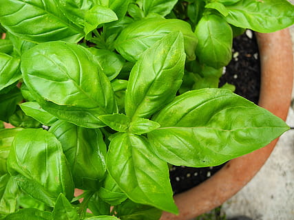 green, leaves, pot, basil, herb, spice, foliage, plant, flavor, leaf, green color, plant part, growth, freshness, nature, food and drink, close-up, day, food, one person, vegetable, high angle view, outdoors, human hand, beauty in nature, hand, gardening, 2K, CC0, public domain, royalty free