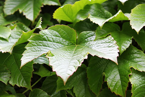 klimop, blad, groen, deel van de plant, groei, groene kleur, fabriek, detailopname, natuur, schoonheid in de natuur, geen mensen, dag, bladader, focus op de voorgrond, bladeren, buitenshuis, kwetsbaarheid, versheid, breekbaarheid, hoge hoekmening, plantkunde, 4K, CC0, publiek domein, royaltyvrij