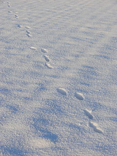 neu, traces, hivern, passos, temperatura de fred, cap gent, terra, dia, vista d’angle alt, naturalesa, camp, Color blanc, marc complet, cobertura, a l'aire lliure, fons, animal, llum solar, patró, bellesa a la natura, temes d'animals, neu en pols, 2K, CC0, domini públic, lliure de regalies