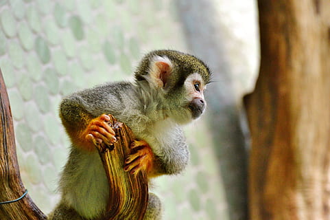 sort, grå, abe, træ gren, äffchen, Capuchins, capuchin abe, Zoo, tierpark hellabrunn, primat, dyr, pattedyr, dyreliv, dyre temaer, dyr i naturen, et dyr, træ, hvirveldyr, fokus på forgrunden, dag, natur, sidder, ingen mennesker, udendørs, plante, bedrift, kigger væk, leder, 5K, CC0, offentligt domæne, royaltyfrie