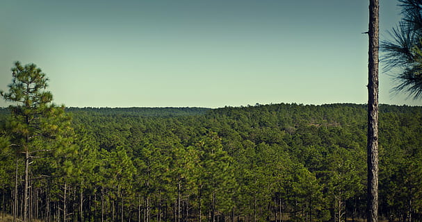 Kisatchie Forest, Bos, hemel, bomen, natuurlijk, landschap, natuur, blauw, buitenshuis, groen, seizoen, hout, milieu, fabriek, boom, groei, groene kleur, kalmte, land-, rustige scène, geen mensen, scenics - natuur, heldere lucht, veld-, dag, schoonheid in de natuur, landbouw, plantage, 4K, CC0, publiek domein, royaltyvrij