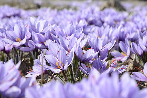 poc profund, foto del focus, porpra, camp de flors, primer pla, foto, flor petalada, amiri, mohammad / iran, safrà, lila, primavera, naturalesa, flor, planta, estiu, bellesa a la natura, a l'aire lliure, blau, cap gent, frescor, llit de flors, pètal, cap de flor, temporada, macro, espígol, fragilitat, planta amb flors, vulnerabilitat, creixement, dia, enfocament selectiu, camp, inflorescència, 1080P, CC0, domini públic, lliure de regalies