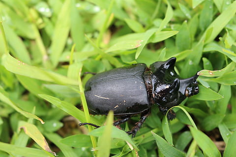 insetto, scarafaggio, stag beetle, natura, selvaggio, animale, pianta, colore verde, un animale, colore nero, temi animali, crescita, fauna selvatica, animali allo stato selvatico, invertebrato, nessuno, avvicinamento, giorno, erba, concentrarsi sulle conoscenze acquisite, foglia, parte vegetale, all'aperto, 1080P, CC0, dominio pubblico, privo di copyright
