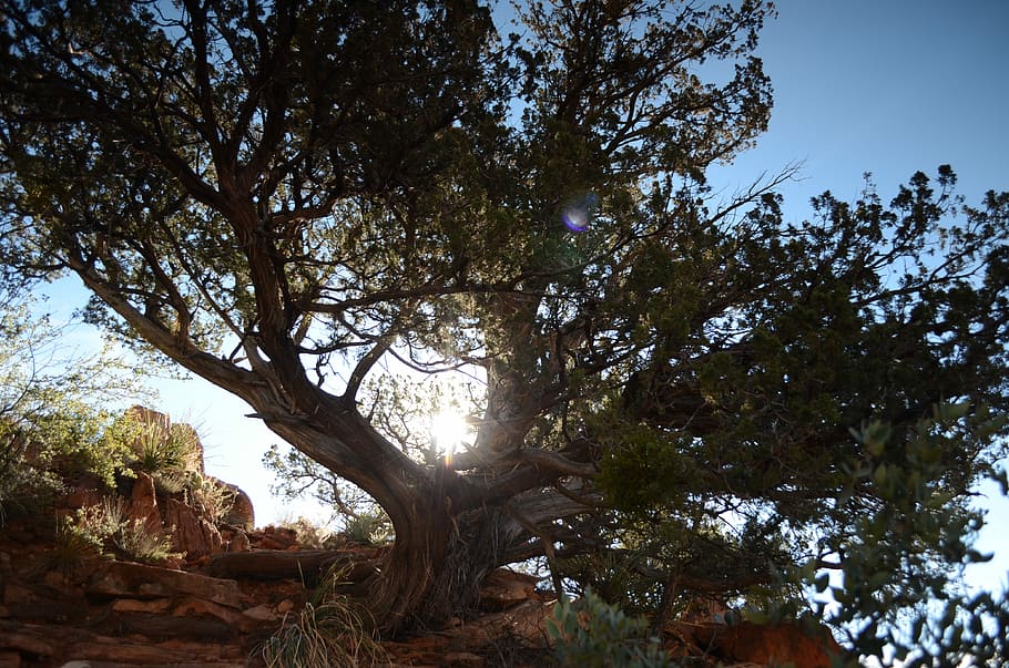 arbre, sol, raig de sol, posta de sol, naturalesa, Sol ponent, silueta, abendstimmung, llum, llum de fons, dia, a l'aire lliure, cap gent, branca, planta, cel, tranquil·litat, creixement, bellesa a la natura, vista d’angle baix, llum solar, escenics - natura, escena tranquil·la, terra, flare de la lent, bosc, tronc, tronc de l'arbre, copa de l'arbre, 4K