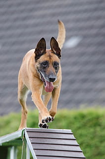 Beweglichkeit, Netz, Laufsteg, Ausbildung, Hundetraining, Haustiere, Säugetier, Hund, Eckzahn, ein Tier, inländisch, Tierthemen, Tier, Fokus auf den Vordergrund, Wirbeltier, keine Leute, Tag, Laufen, deutscher schäferhund, Natur, Porträt, Tierkörperteil, Kamera betrachten, draußen, Mund offen, 4K, CC0, gemeinfrei, lizenzfrei