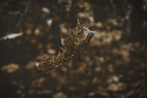 a închide, fotografie, maro, uscat, frunze, selectiv, focalizare fotografie, frunze frunze, cădea, o singură frunză, pădure, detaliu, textură, macro, toamnă, portocale, floating leaf, singur, natural, întuneric, natură, să se concentreze asupra primelor elemente, nici o persoana, parte a plantelor, zi, în aer liber, copac, vulnerabilitate, fragilitate, lumina soarelui, plantă, teren, liniște, frumusețe în natură, 5K, CC0, domeniu public, fără drepturi de autor