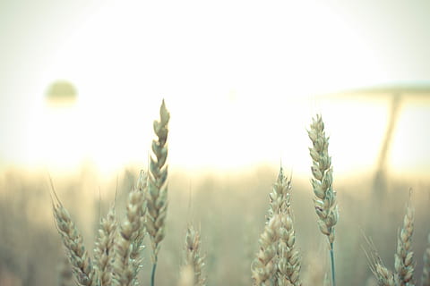 overfladisk, fokus fotografering, hvede, hvedeplanter, landbrug, afgrøde, korn plante, plante, vækst, landlige scene, landskab, natur, Mark, tæt på, miljø, gård, himmel, skønhed i naturen, ingen mennesker, jord, mad, sommer, mad og drikke, organisk, udendørs, forår, 4K, CC0, offentligt domæne, royaltyfrie