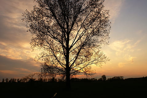 Baum, Abend, Wolken, Sonnenuntergang, Stimmung, Himmel, Geäst, Abendhimmel, konary, die Horizontlinie, Silhouette, wolke - himmel, kahler Baum, szenen, Pflanze, Schönheit in der Natur, ruhige Szene, Szenen - Natur, Ruhe, orange Farbe, Natur, Feld, Umgebung, Landschaft, keine Leute, idyllisch, Land, Nicht-städtische Szene, draußen, romantischer Himmel, 4K, CC0, gemeinfrei, lizenzfrei