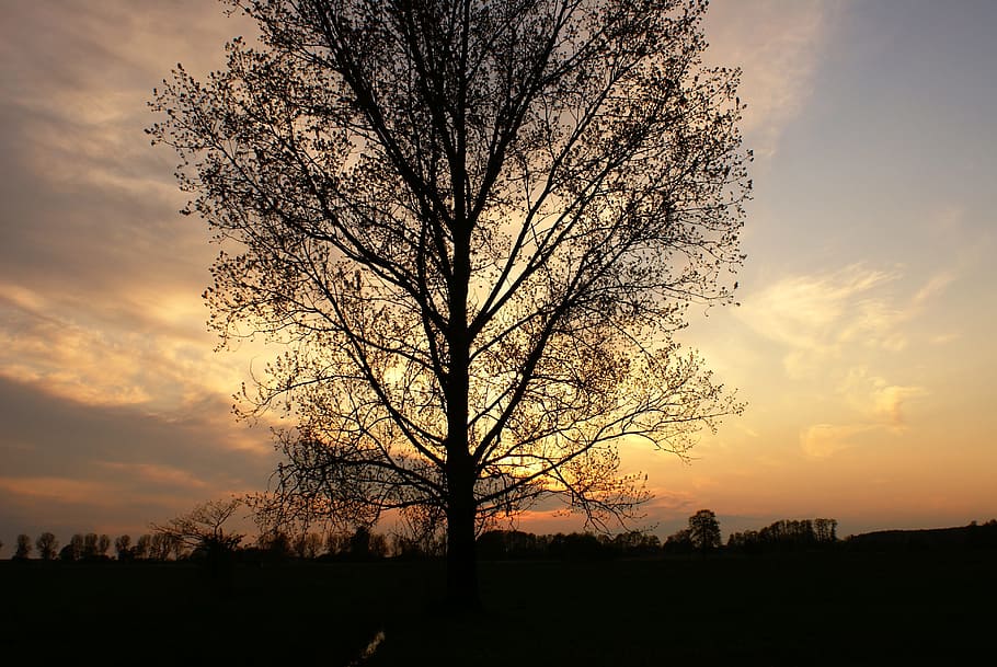 træ, aften, skyer, solnedgang, humør, himmel, grene, aftenhimmel, konary, horisontlinjen, silhuet, sky - himmel, bare træ, scenics, plante, skønhed i naturen, rolig scene, scenics - natur, ro, orange farve, natur, Mark, miljø, landskab, ingen mennesker, idyllisk, jord, ikke-urbane scene, udendørs, romantisk himmel, 4K