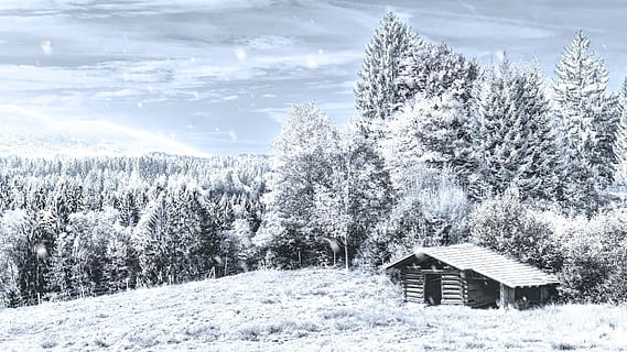 hus, dækket, sne, midten, Skov, vinter, snefald, kold, kold temperatur, træ, plante, arkitektur, bygning udvendig, bygget struktur, bygning, natur, skønhed i naturen, jord, hytte, landskab, dag, scenics - natur, miljø, Mark, ingen mennesker, udendørs, sommerhus, sner, fyrretræ, snedækket bjerg, kabine, pulver sne, 1080P, CC0, offentligt domæne, royaltyfrie