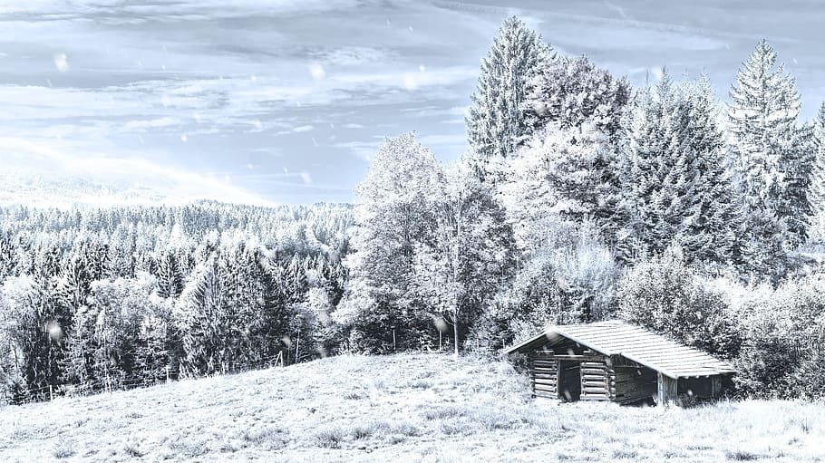 hus, dækket, sne, midten, Skov, vinter, snefald, kold, kold temperatur, træ, plante, arkitektur, bygning udvendig, bygget struktur, bygning, natur, skønhed i naturen, jord, hytte, landskab, dag, scenics - natur, miljø, Mark, ingen mennesker, udendørs, sommerhus, sner, fyrretræ, snedækket bjerg, kabine, pulver sne, 1080P