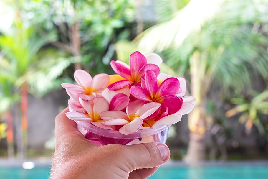 mà, flors, pètals, borrós, aromàtic, bonic, florir, florint, primer pla, delicada, profunditat de camp, flora, focus, frangipani, creixement, mantingui, celebració, vibrant, mà humana, flor, una persona, planta amb flors, part del cos humà, centrar-se en primer pla, frescor, planta, naturalesa, dia, color rosa, bellesa a la natura, llum solar, pètal, menjar i beguda, aigua, a l'aire lliure, cap de flor, piscina, luxe, dit, 5K