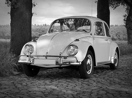 coleottero bianco volkswagen, vw, scarafaggio, vecchi tempi, classico, ciottoli, vecchio, Herbie, vw beetle, auto, veicolo, volkswagen, settore automobilistico, mezzi di trasporto, modo di trasporto, veicolo terrestre, albero, veicolo a motore, in stile retrò, stazionario, giorno, nessuno, macchina vintage, pianta, strada, natura, città, tronco d'albero, tronco, nuvola - cielo, all'aperto, ruota, pneumatico, color argento, lusso, 4K, CC0, dominio pubblico, privo di copyright
