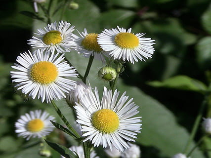 camamilla, fulletó, flor, planta amb flors, frescor, planta, vulnerabilitat, fragilitat, pètal, bellesa a la natura, cap de flor, creixement, inflorescència, primer pla, groc, Color blanc, naturalesa, centrar-se en primer pla, pol·len, dia, margarida, cap gent, a l'aire lliure, 1080P, CC0, domini públic, lliure de regalies