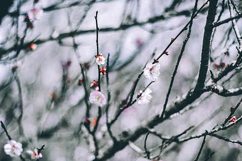 selektiv, fokus, lyserød, blomster, flor, overfladisk, fokus fotografering, hvid, muntre, blomstre, træ, sommer, vinter, tapet, baggrund, naturlig, natur, blomst, sakura, plante, sne, afdeling, kold temperatur, ingen mennesker, fokus på forgrunden, dag, tæt på, skønhed i naturen, ro, udendørs, rød, vækst, Frosset, selektiv fokusering, Kvist, fyrretræ, nåletræ, sner, 4K, CC0, offentligt domæne, royaltyfrie