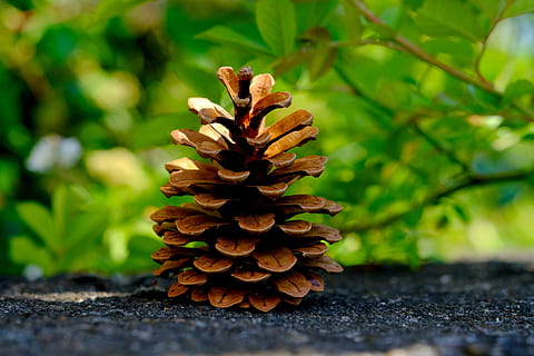 Kiefernzapfen, Kiefer, Zapfhahn, schließen, Baum, Nadelbaum, Makro, Natur, Kieferngewächshaus, Pflanze, immergrüner baum, Rahmen, groß, braun, schuppig, Wald, wunderschönen, holzig, auferstanden, öffnen, Sommer-, lamellar, trocken, Buchse, Grün, Blätter, Fokus auf den Vordergrund, grüne Farbe, keine Leute, Tag, draußen, Nahansicht, Wachstum, Tannenzapfen, selektiver Fokus, Schönheit in der Natur, Frische, Sonnenlicht, Blatt, Land, Feld, Pflanzenteil, natürliches Muster, 5K, CC0, gemeinfrei, lizenzfrei