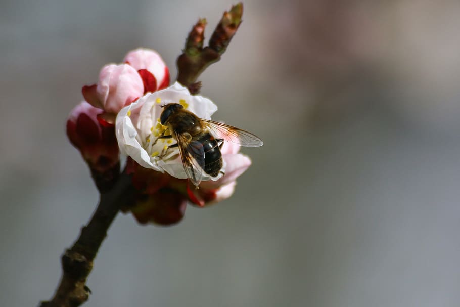 ผึ้ง, เรณู, การเลี้ยงผึ้ง, อาหารสัตว์, pollinator, ฤดูใบไม้ผลิ, น้ำผึ้ง, ดอกไม้, ใกล้ชิด, แมลง, ธีมสัตว์, ไม่มีคน, วัน, สัตว์หนึ่งตัว, ธรรมชาติ, กลางแจ้ง, สัตว์ในป่า, ความงามในธรรมชาติ, ไม้ดอก, สัตว์ที่ไม่มีกระดูกสันหลัง, ความบอบบาง, สัตว์ป่า, ความอ่อนแอ, ปลูก, สัตว์, กลีบดอกไม้, ความสด, มุ่งเน้นไปที่เบื้องหน้า, หัวดอกไม้, การผสมเกสรดอกไม้, 5K