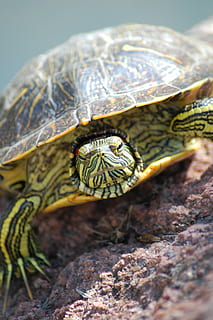 tortuga, cara, cap, ratlles, urpes, tortuga de sol, vida salvatge, rèptil, animal, shell, salvatge, aquàtics, amfibi, un animal, fauna animal, animals a la natura, temes d'animals, primer pla, cap gent, enfocament selectiu, naturalesa, dia, vertebrats, a l'aire lliure, closca d’animals, rock, rock - object, sòlid, zoologia, cap d’animals, marí, 2K, CC0, domini públic, lliure de regalies