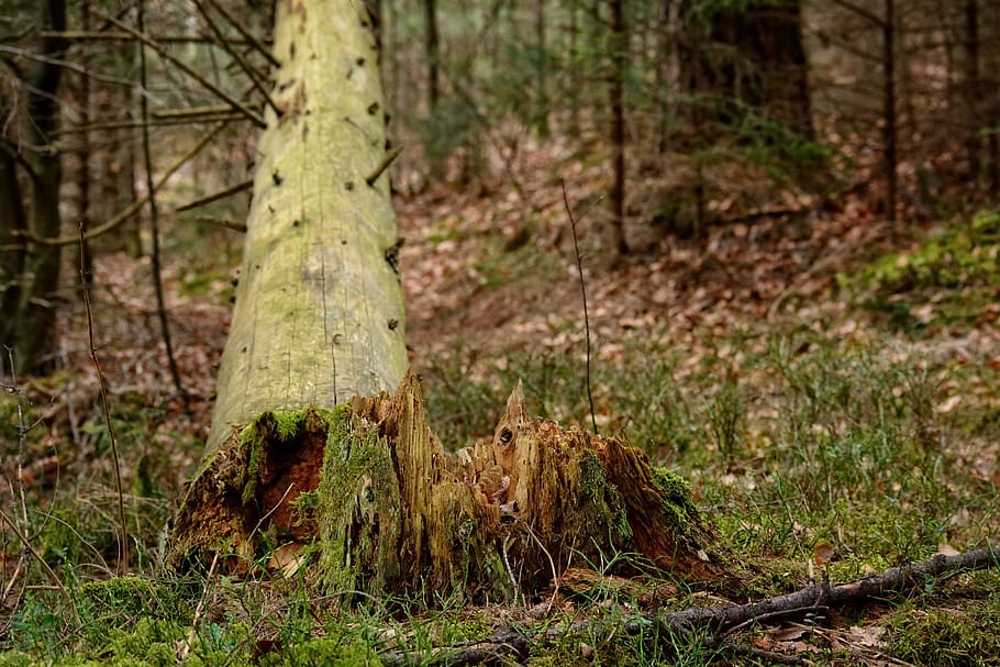 arbre, tribu, monstre de l'arbre, tempesta, danys, bosc, naturalesa, fusta, trencat, waldsterben, cancel·lat, danys a la tempesta, fractura, culata, bolcada, fragmentat, planta, terra, tronc de l'arbre, tronc, creixement, centrar-se en primer pla, tranquil·litat, cap gent, bellesa a la natura, dia, molsa, color verd, a l'aire lliure, herba, escena tranquil·la, camp, 5K